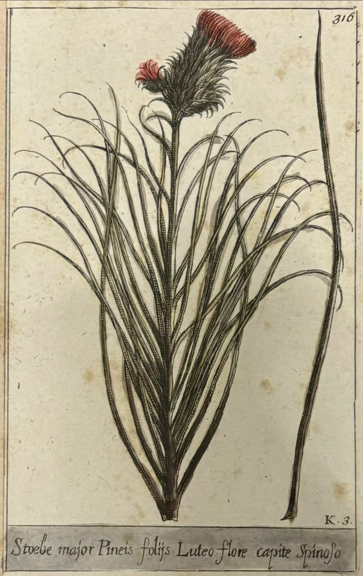 Stoebe major, tavola 316 di Jacques Barrelier, acquaforte colorata, Parigi 1714